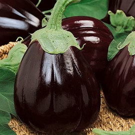 Full Moon F1 Hybrid Eggplant Seeds - 2 g Packet ~460 Seeds - Non-GMO, F1 Hybrid - Vegetable Garden - Solanum melongena