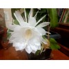 Zensability CUTTING - Epiphyllum oxipetalum 'Queen of the Night' -4-6"