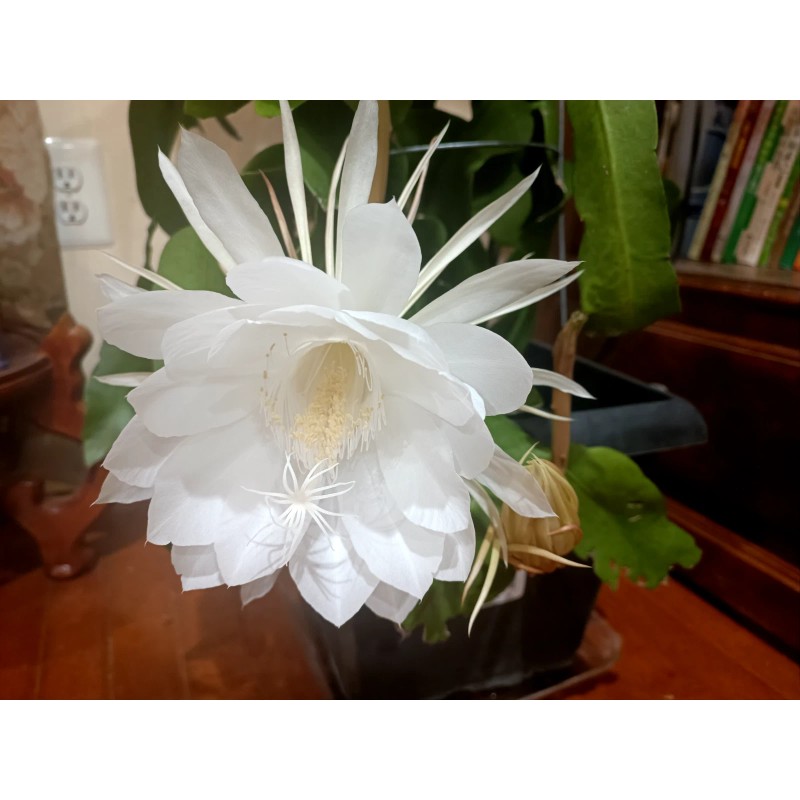 Zensability CUTTING - Epiphyllum oxipetalum 'Queen of the Night' -4-6"