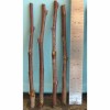For Root Stock T582D (4) Sour Jujube Thin Cutting Rootstock