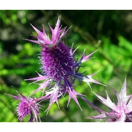 Red Holly Purple Eryngium Eye Catching Architectural Thistle Purplish Red 50 Seeds