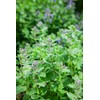 Health Embassy Catnip Herb Tea | Nepeta cataria L |