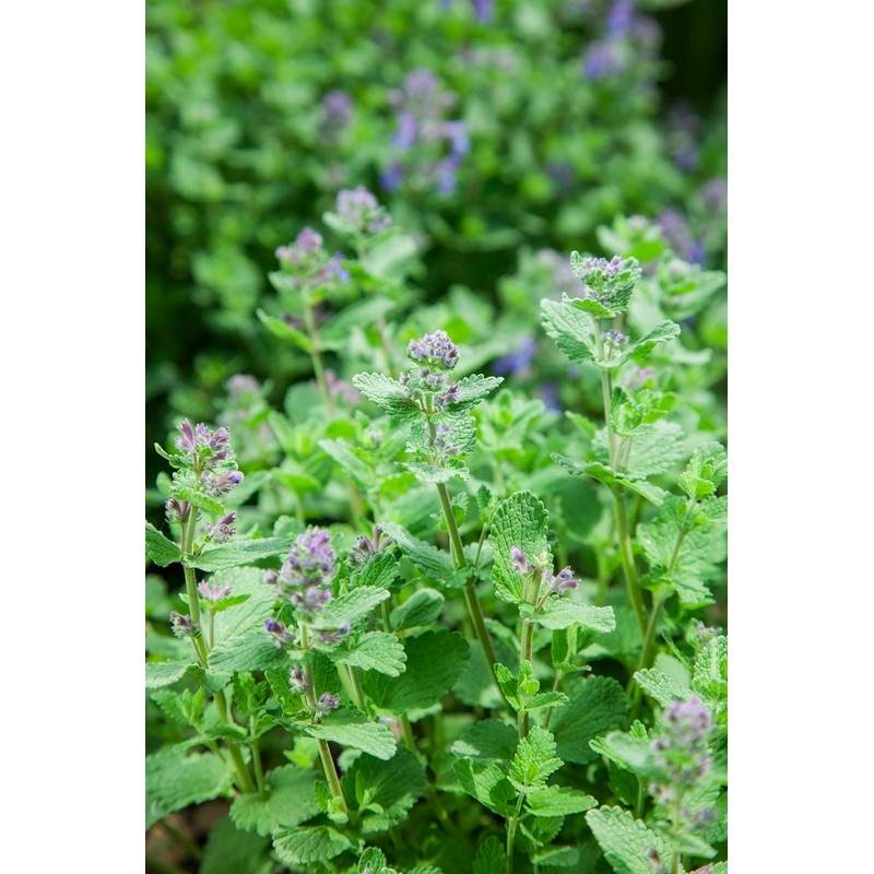 Health Embassy Catnip Herb Tea | Nepeta cataria L |