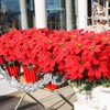 Tigeen 50 Pcs Christmas Artificial Poinsettia Flowers 7 Heads Faux