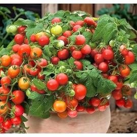 100PCS Tomato Seeds Crimson Crush Vegetable Seeds