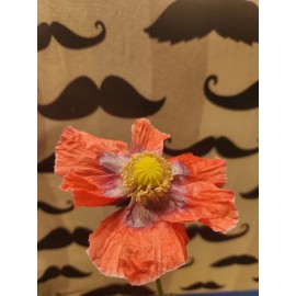 Izmir Poppy TRUE Izmir Asian OB Poppy Seed (Papaver S.) 1500 Seeds