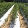 Grower's Solution White on Black Plastic Mulch 1.0 mil Embossed
