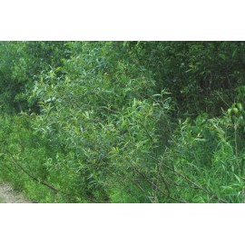 Unbranded 18" | Lot of 5 | Silky Willow Cuttings | Salix sericea | Cut FRESH | Native