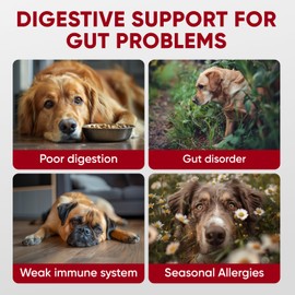 Probiotics for Dogs Digestive Health - Probiotic Chews for Gut Health, Itchy Skin Yeast, Diarrhea - USA Product - Immune Support Supplement - Dog Digestive Support & Allergy Relief Chews with Enzymes