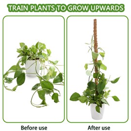 30 cm Coco Coir Moss Pole for Plants, 2 Sticks Bendable Plant Stakes Made of Real Coco Coir, Good for Climbing Plants Monstera and Other Creeper Plants Grow Upwards