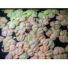 Red Root Floater, (Phyllanthus Fluitans) Live Aquarium Plants. BUY 2