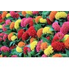 RAISE ME UP: Seeds Cockscomb Mix (Crested, West Indian, Toreador)