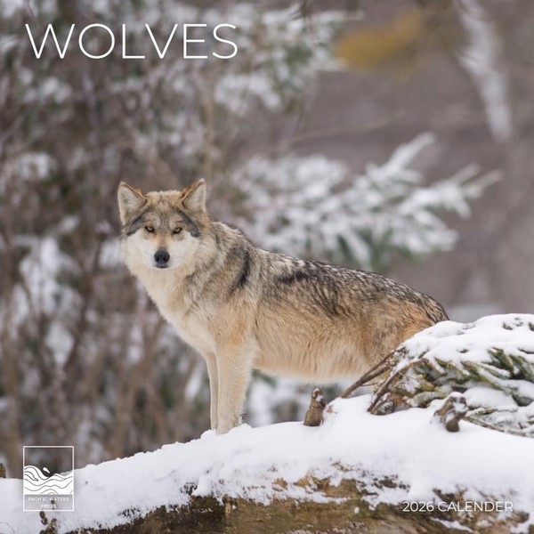 2026 Wolves Wall Calendar 12 Month | 12" x 24"