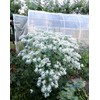 SeedsUP - 30+ Seeds Snow on The Mountain Euphorbia Spurge