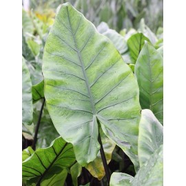 Unbranded Alocasia Macrorrhiza Black Stem Elephant Ear 3" Pot Live Plants Outdoor Garden