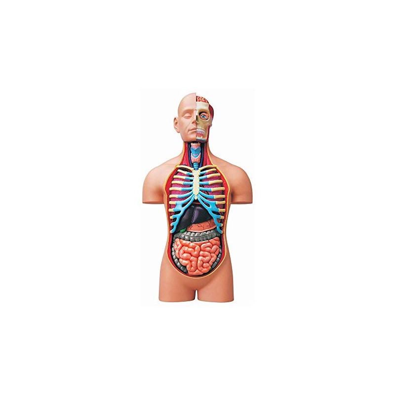 4D Vision Deluxe Human Anatomy Torso Model