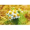 Seeds4planting - Seeds German Chamomile Non GMO Heirloom 2500 Seeds