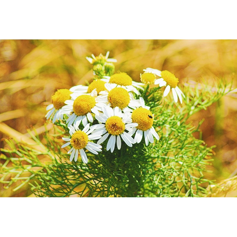 Seeds4planting - Seeds German Chamomile Non GMO Heirloom 2500 Seeds