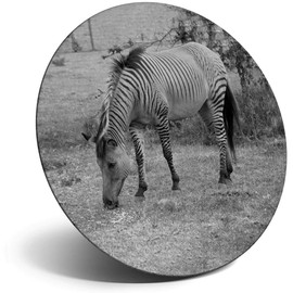 Destination Vinyl ltd Magnet for Refrigerator, Fridge BW - Zebroid Horse Zebra Pony Cute for Office, Cabinet and Whiteboard, Magnetic Stickers, 38256