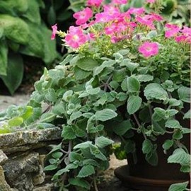Outsidepride Plectranthus Silver Crest - 15 Seeds