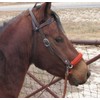 side pull hackamore bitless bridle attachment Burnt Orange