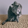CatGuru Cat Litter Mat, Medium, Extra Large, XXL, Super Absorbent
