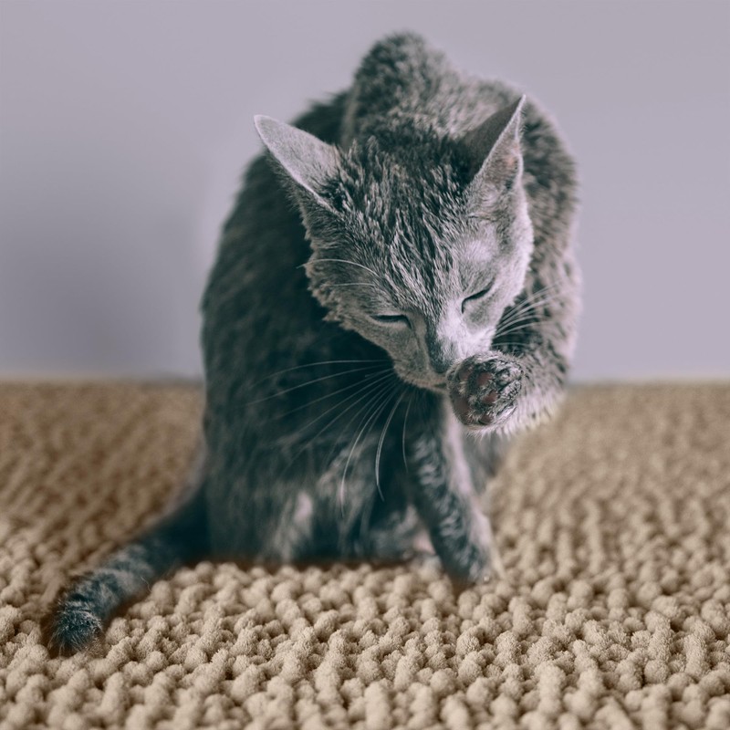 CatGuru Cat Litter Mat, Medium, Extra Large, XXL, Super Absorbent