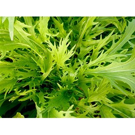 14000 Mizuna Mustard Seeds for Planting Heirloom Non GMO 28+ Grams Garden Vegetable Bulk Survival Microgreems Mustard Sprouts