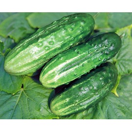 Seeds Cucumber Rodnichok F1 (Cucumis sativus L.) Source Pickling Heirloom Open-Pollinated Vegetable for Planting Non GMO
