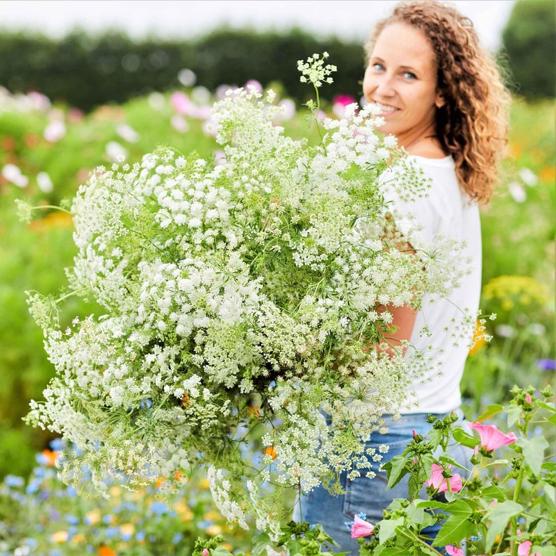 Eden Brothers Bishop's Flower Seeds
