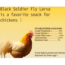 Classic Flock 11 lb Black Soldier Fly Larva - BSFL is a high Calc-Rich Chicken Feed with More Calcium Than mealworms.It is a Pure Natural Food That Provides high Protein for Chickens and Birds