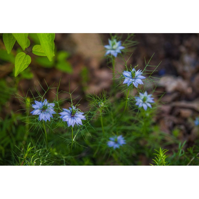 SAFLAX - Organic - Black Cumin - 300 Seeds -