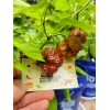 Carolina REAPER Chocolate Fire Pepper Seeds Super Hot 2.2+ Million