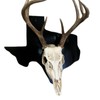 European State Skull Mount hanger - State: Wyoming