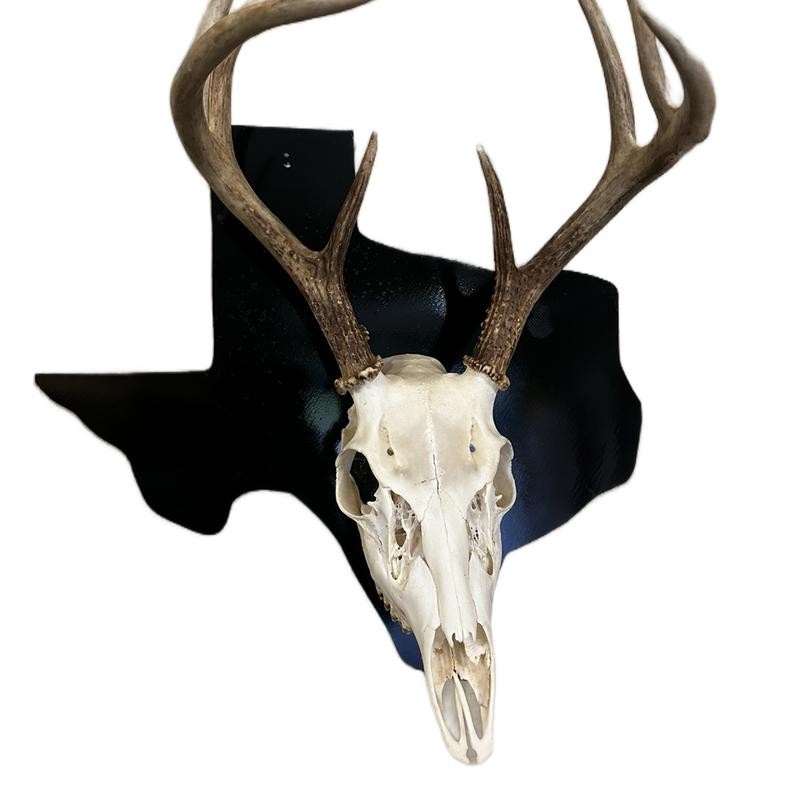 European State Skull Mount hanger - State: Wyoming
