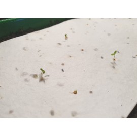 A6 Plantable Card, 250gsm White Seeded Card Blanks (148mm x 105mm) (10 A6 Plantable Cards)