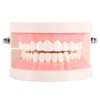 Dental Model, Dental Standard Teeth Model Tooth Brushing Model PVC