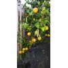 Sarahida 10 Seeds Gigant Lemons Organic Citrus Tree From Florida