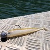 Zanderfang - Rubber fish zander fishing with rubber fish white