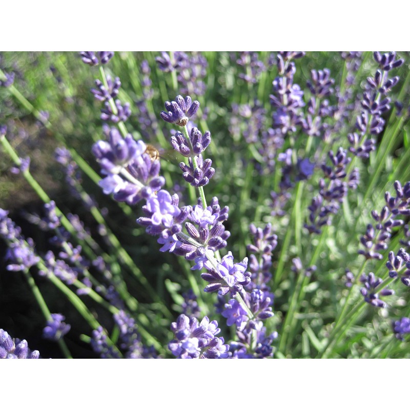 amanakura Herbs Milk 30ml