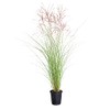 2.5 Quart - Maiden Grass Miscanthus