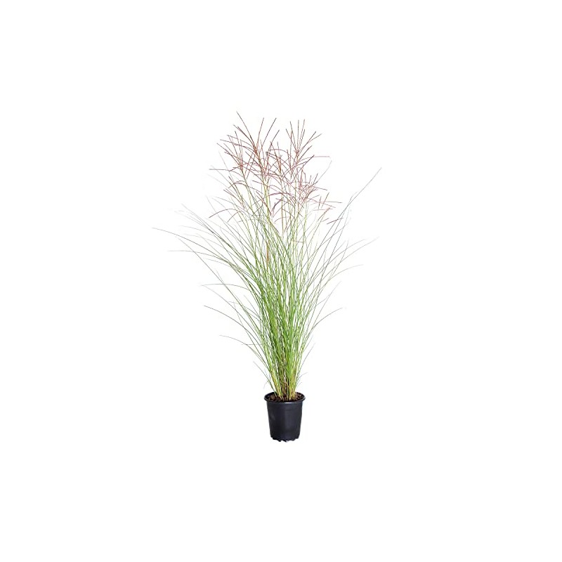 2.5 Quart - Maiden Grass Miscanthus