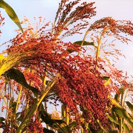 TomorrowSeeds - Red Broom Corn Seeds - 375+ Count - for 2025 Planting Sorghum Bicolor Mixed Millet Giant Fall Decoration Flower Grain Tassel Grow Your Own Home Farm Patio Healthy Sustainable Living