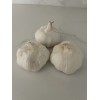 AJO MACHO 3 PCS DINERO-SUERTE Y PROTECCION / MALE GARLIC