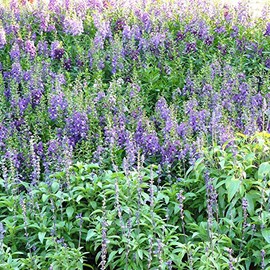 Angelonia Flower Garden Seeds - Serena Mix - Packet of 10 Seeds - Pelleted - Annual Flower Gardening - Angelonia angustifolia