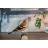 Chaffinch 133x40x45