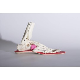 [bmz-45] kyuboidopawa- Ski – R