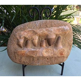 LY1122 Mosasaur Teeth Fossil Specimen in Matrix Mosasaur Jaw Bone Dinosaur Era Morocco.