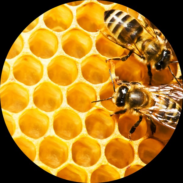 Living Libations Honeycomb Absolute, 5ml 50:50 Jojoba