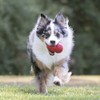 KONG Juguete Clásico para Perro, Grande